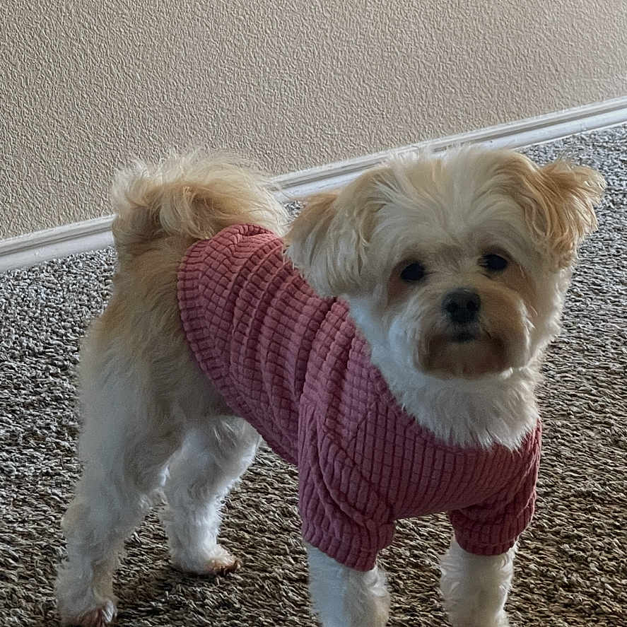 Cookie is registered to the contest to win money with this photo: alert, animal, beige_wall, carpet, clothing, cozy, curious, cute, dog, ears, face, fluffy, fur, indoor, looking, pet, small_dog, standing, sweater, tail