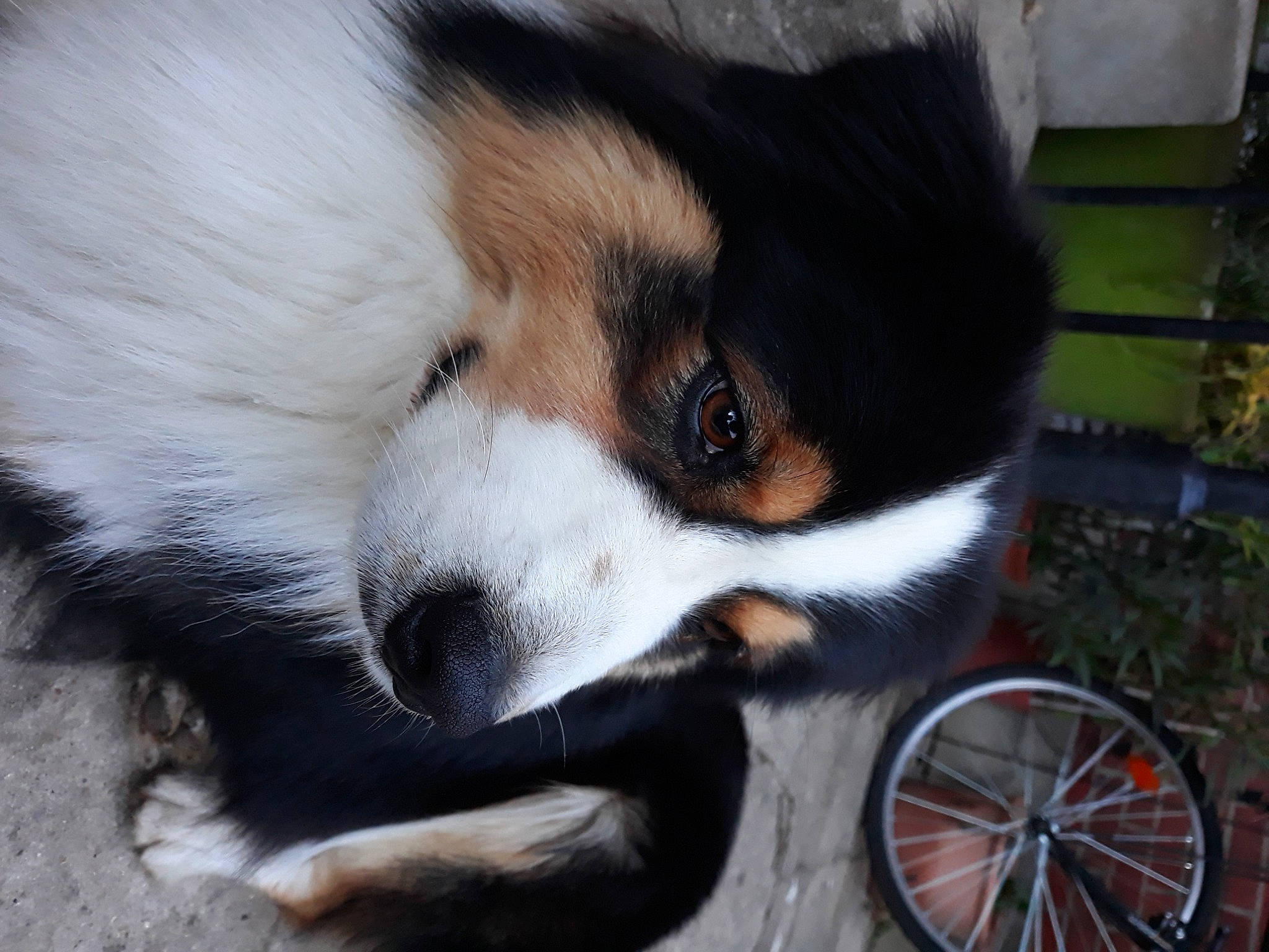 Phoenix participe au concours pour gagner de l'argent avec cette photo : automotive_tire, canidae, carnivore, collar, companion_dog, dog, dog_breed, dog_supply, fur, herding_dog, snout, spoke, sporting_group, terrestrial_animal, tire, toy_dog, wheel, whiskers, working_animal, working_dog