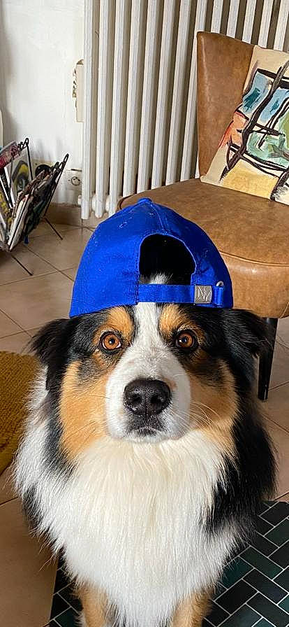 Phoenix participe au concours pour gagner de l'argent avec cette photo : blue, canidae, carnivore, chair, companion_dog, dog, dog_breed, flooring, fur, hat, personal_protective_equipment, plant, snout, sporting_group, working_animal, working_dog