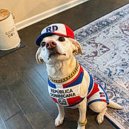 Cindy is registered to the contest to win money with this photo: dog, pet, sitting, hat, cap, outfit, clothing, gold_chain, jewelry, earrings, republica_dominicana, white_dog, looking_up, indoor, rug, hardwood_floor, portrait, cute, accessory, fashion