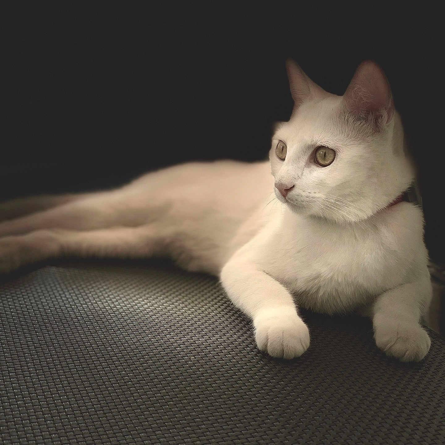 Romeo participe au concours pour gagner de l'argent avec cette photo : alert, animal, calm, cat, close_up, collar, dark_background, eyes, feline, fur, indoor, lounging, paws, pet, portrait, relaxed, resting, texture, whiskers, white_cat