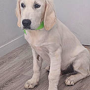 Valky a rejoint le concours — aidez-le/la à gagner de superbes lots ! animal, beagle, canine, cockerspaniel, dog, goldenretriever, hound, labradorretriever, pet, pointer, puppy, snout, whitedog