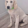 animal, beagle, canine, cockerspaniel, dog, goldenretriever, hound, labradorretriever, pet, pointer, puppy, snout, whitedog