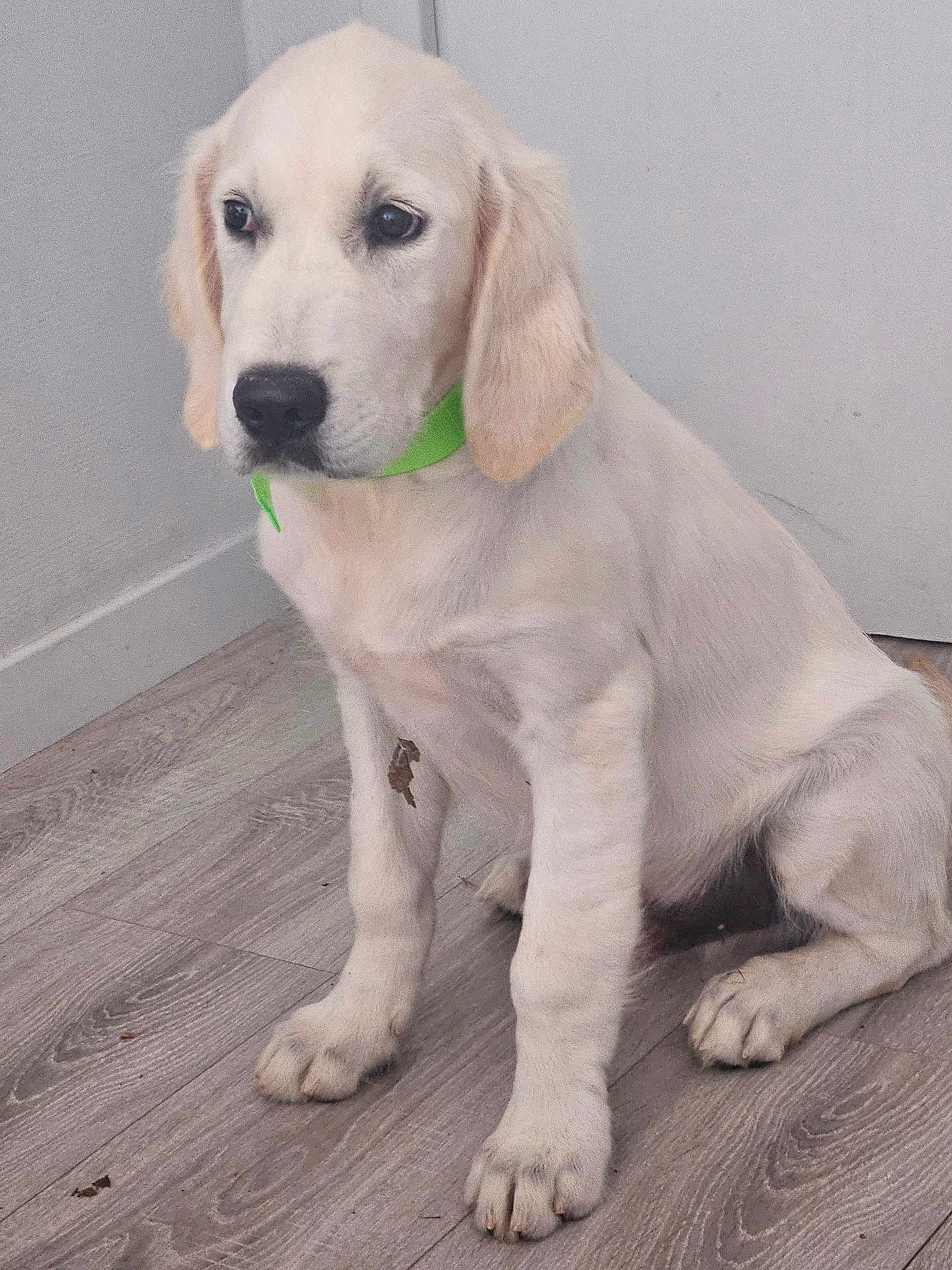 Valky a rejoint le concours — aidez-le/la à gagner de superbes lots ! animal, beagle, canine, cockerspaniel, dog, goldenretriever, hound, labradorretriever, pet, pointer, puppy, snout, whitedog