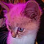 Sassy is registered to the contest to win money with this photo: kitten, cat, close_up, purple_light, fur, whiskers, blue_eyes, curious, pet, animal, indoor, soft_light, young, cute, mammal, feline, portrait, small, fluffy, domestic