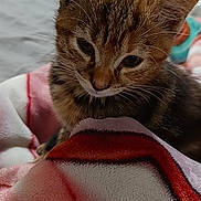 Nezuko a rejoint le concours — aidez-le/la à gagner de superbes lots ! cat, kitten, tabby, animal, pet, portrait, close_up, face, ears, whiskers, eyes, fur, brown, striped, blanket, bed, indoors, cozy, cute, sleepy
