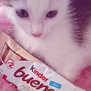 Ronaldo a rejoint le concours — aidez-le/la à gagner de superbes lots ! kitten, cat, white_fur, fluffy, blue_eyes, pet, animal, close_up, portrait, face, whiskers, pink_nose, paws, candy_wrapper, chocolate, kinder_bueno, snack, blanket, indoor, cuddling
