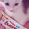 Ronaldo a rejoint le concours — aidez-le/la à gagner de superbes lots ! kitten, cat, white_cat, fluffy, fur, animal, pet, cute, close_up, portrait, face, eyes, whiskers, paws, pink_nose, snack, chocolate_bar, candy_wrapper, indoor, pink_background