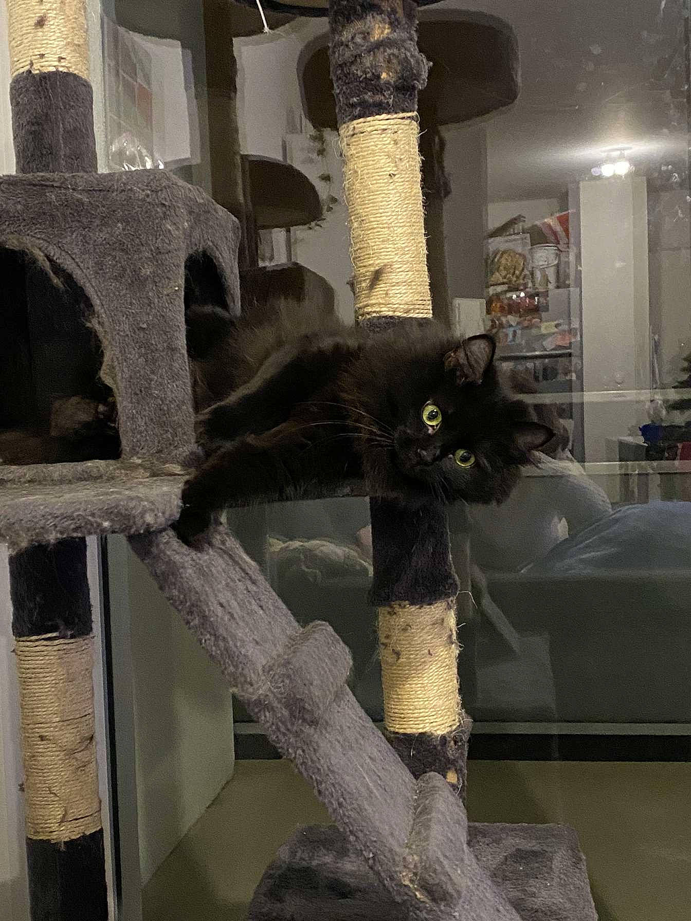 Snookie participe au concours pour gagner de l'argent avec cette photo : bombay, carnivore, cat, cat_supply, chair, domestic_short_haired_cat, felidae, fur, lamp, light_fixture, metal, pet_supply, room, shelf, small_to_medium_sized_cats, tail, terrestrial_animal, whiskers, wood