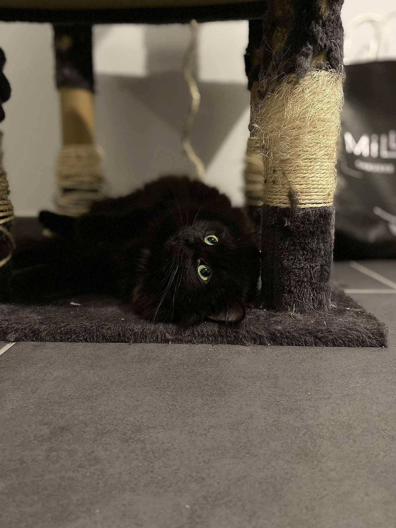 Snookie participe au concours pour gagner de l'argent avec cette photo : asphalt, automotive_tire, black_cat, carnivore, cat, domestic_short_haired_cat, felidae, fur, grass, grey, monochrome, monochrome_photography, road, road_surface, sidewalk, small_to_medium_sized_cats, snout, tail, tints_and_shades, whiskers