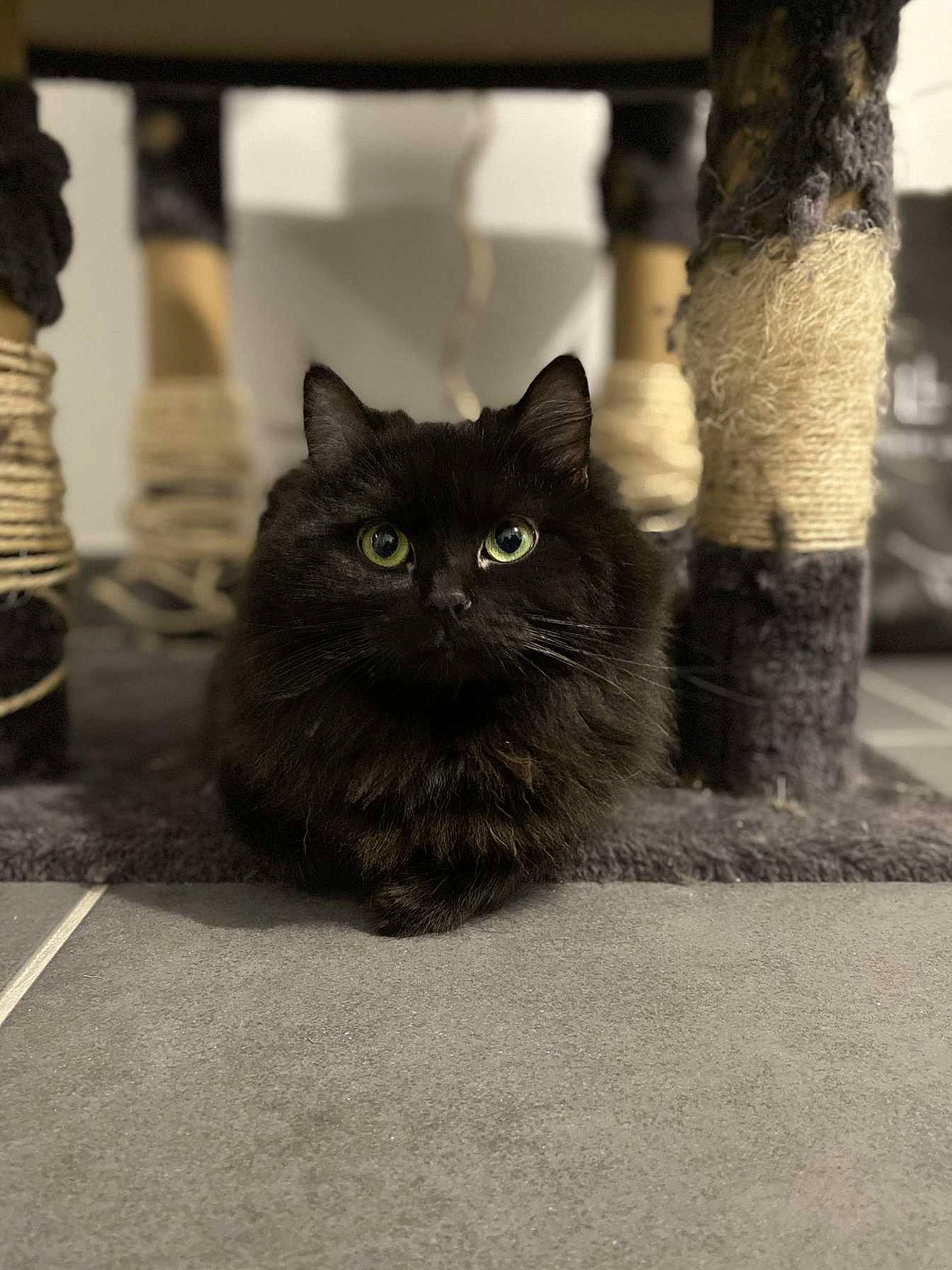 Snookie a rejoint le concours — aidez-le/la à gagner de superbes lots ! automotive_tire, black_cat, bombay, carnivore, cat, domestic_short_haired_cat, felidae, flooring, fur, grass, grey, monochrome_photography, road, road_surface, shadow, small_to_medium_sized_cats, snout, street, tints_and_shades, whiskers