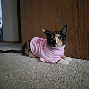 Charlotte is registered to the contest to win money with this photo: cat, calico_cat, pet, animal, indoor, carpet, wooden_door, pink_shirt, clothing, cute, relaxed, feline, whiskers, ears, tail, paws, domestic_cat, fur, sitting, portrait
