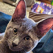 Earl Grey is registered to the contest to win money with this photo: blurred_background, cat, close_up, couch, curious, cute, denim, ears, fur, gray_cat, household, indoor, kitten, pet, portrait, relaxed, sofa, upclose, whiskers, yellow_eyes