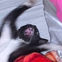 cat, black_and_white, blurry, motion_blur, paw, mouth_open, bed, blanket, indoor, pet, animal, fur, whiskers, sleeping_area, resting, feline, cute, playful, domestic, closeup