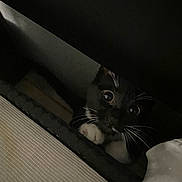 Spookie is registered to the contest to win money with this photo: kitten, cat, black_and_white, whiskers, wide_eyes, peeking, curious, indoor, hiding, dark, shadow, fur, cute, small_paws, close_up, pet, animal, feline, playful, mischievous