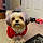 Oliver