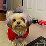 dog, small_dog, red_hoodie, carpet, indoor, pet, curious, fluffy_ears, household_items, boxes, floor, cute, animal, companion, domestic, portrait, looking_up, furry, puppy, home