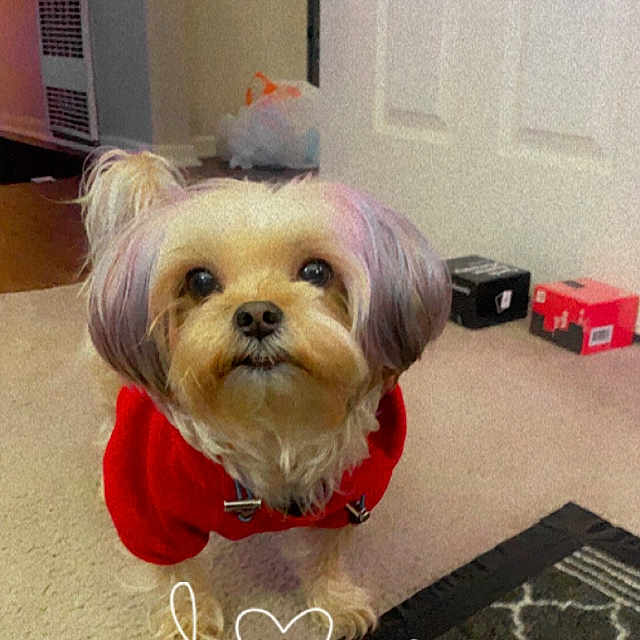 Oliver joined the competition — help win amazing prizes! dog, small_dog, red_hoodie, carpet, indoor, pet, curious, fluffy_ears, household_items, boxes, floor, cute, animal, companion, domestic, portrait, looking_up, furry, puppy, home
