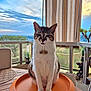 cat, orange_tray, wooden_table, balcony, outdoor, sky, clouds, plants, greenery, striped_curtain, serious_expression, pet, feline, sitting, window, railing, decor, daylight, closeup, domestic_animal