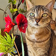 Kera a rejoint le concours — aidez-le/la à gagner de superbes lots ! cat, tabby, indoor, plant, flower, red_flower, greenery, railing, pet, whiskers, curious, feline, sunlight, closeup, domestic_animal, animal, paws, nature, leaf, houseplant
