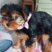 Alma participe au concours pour gagner de l'argent avec cette photo : puppy, dog, bow, fluffy, table, flower_pattern, indoor, furniture, television, blurred_background, cute, pet, animal, small_dog, decor, pink, black_and_tan, fur, standing, closeup