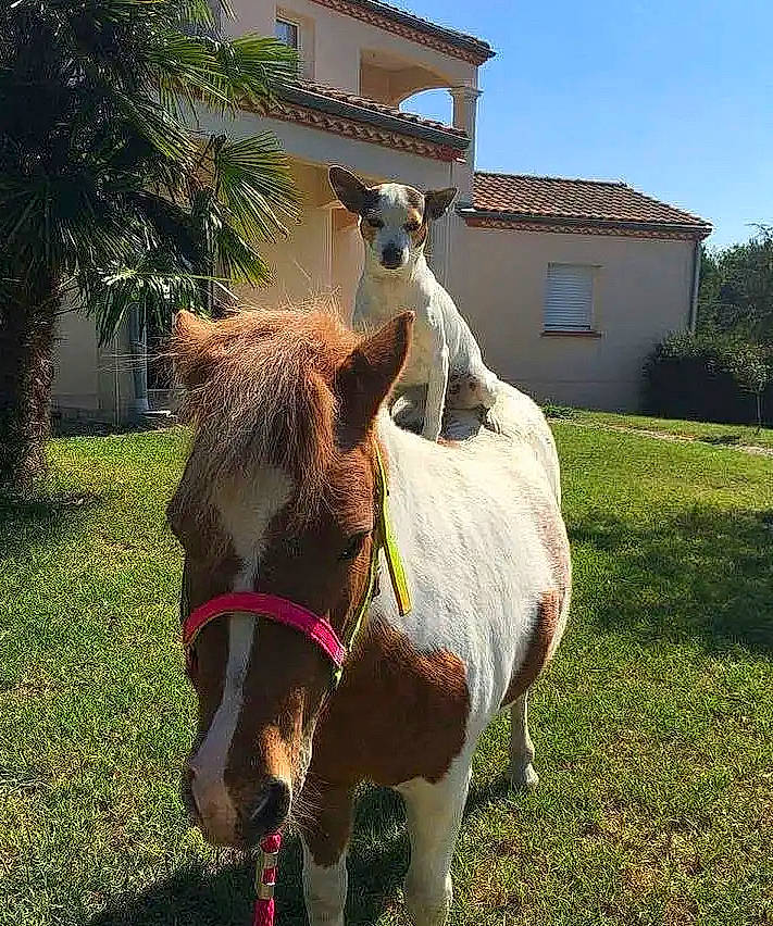 Chicca a rejoint le concours — aidez-le/la à gagner de superbes lots ! alpaca, bridle, building, dog_breed, fawn, grass, grassland, horse, horse_tack, landscape, liver, mane, pack_animal, plant, sky, snout, terrestrial_animal, tree, window, working_animal