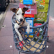 Vicky participe au concours pour gagner de l'argent avec cette photo : dog, shopping_basket, grocery_boxes, sidewalk, urban, pedestrians, street, cart, leash, white_dog, brown_dog, pet, retail, outdoor, shopping, daytime, pavement, casual, city, curious