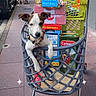 dog, shopping_basket, grocery_boxes, sidewalk, urban, pedestrians, street, cart, leash, white_dog, brown_dog, pet, retail, outdoor, shopping, daytime, pavement, casual, city, curious
