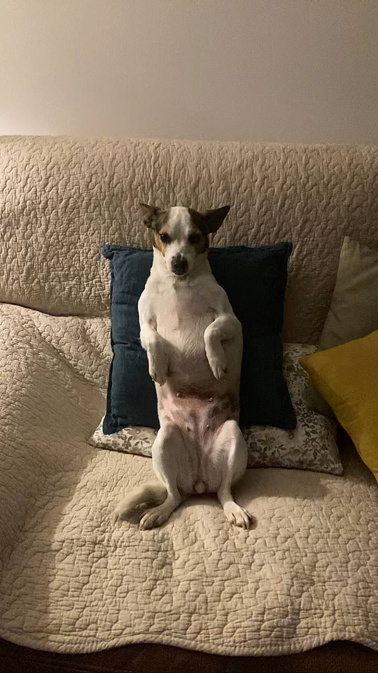 Chipie participe au concours pour gagner de l'argent avec cette photo : canidae, carnivore, comfort, companion_dog, couch, dog, dog_breed, fawn, fur, grey, landscape, linens, singing_sand, snout, sporting_group, tail, toy_dog, whiskers, wood, working_animal