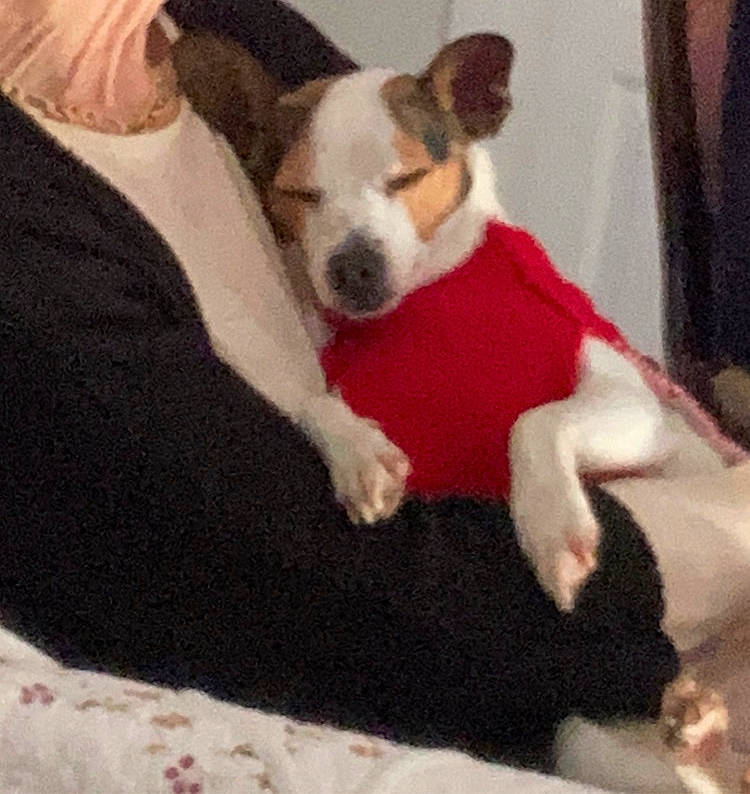 Chipie a rejoint le concours — aidez-le/la à gagner de superbes lots ! canidae, carmine, carnivore, comfort, companion_dog, couch, dog, dog_breed, dog_supply, fawn, fur, linens, nap, non_sporting_group, paw, sporting_group, tail, terrestrial_animal, whiskers, working_animal