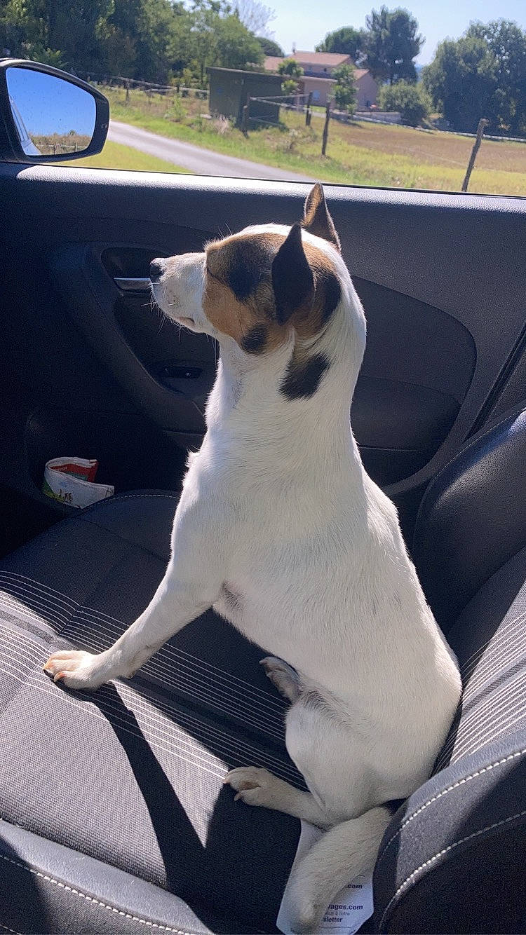 Chipie participe au concours pour gagner de l'argent avec cette photo : auto_part, automotive_exterior, automotive_mirror, car, car_seat, carnivore, collar, comfort, companion_dog, dog, dog_breed, dog_collar, fawn, fixture, mirror, motor_vehicle, snout, tints_and_shades, vehicle, vehicle_door