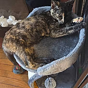 Betty a rejoint le concours — aidez-le/la à gagner de superbes lots ! cat, tortoiseshell_cat, sleeping, cat_bed, cat_tree, indoor, wooden_floor, pet, feline, cozy, resting, paw, fur, domestic_animal, animal, relaxation, home, soft_texture, round_bed, quiet