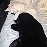 cat, cats, white_cat, black_cat, sleeping, snuggling, hugging, pet, feline, fur, cozy, blanket, bed, resting, cute, animal, domestic_animal, companion, sleep, closeup