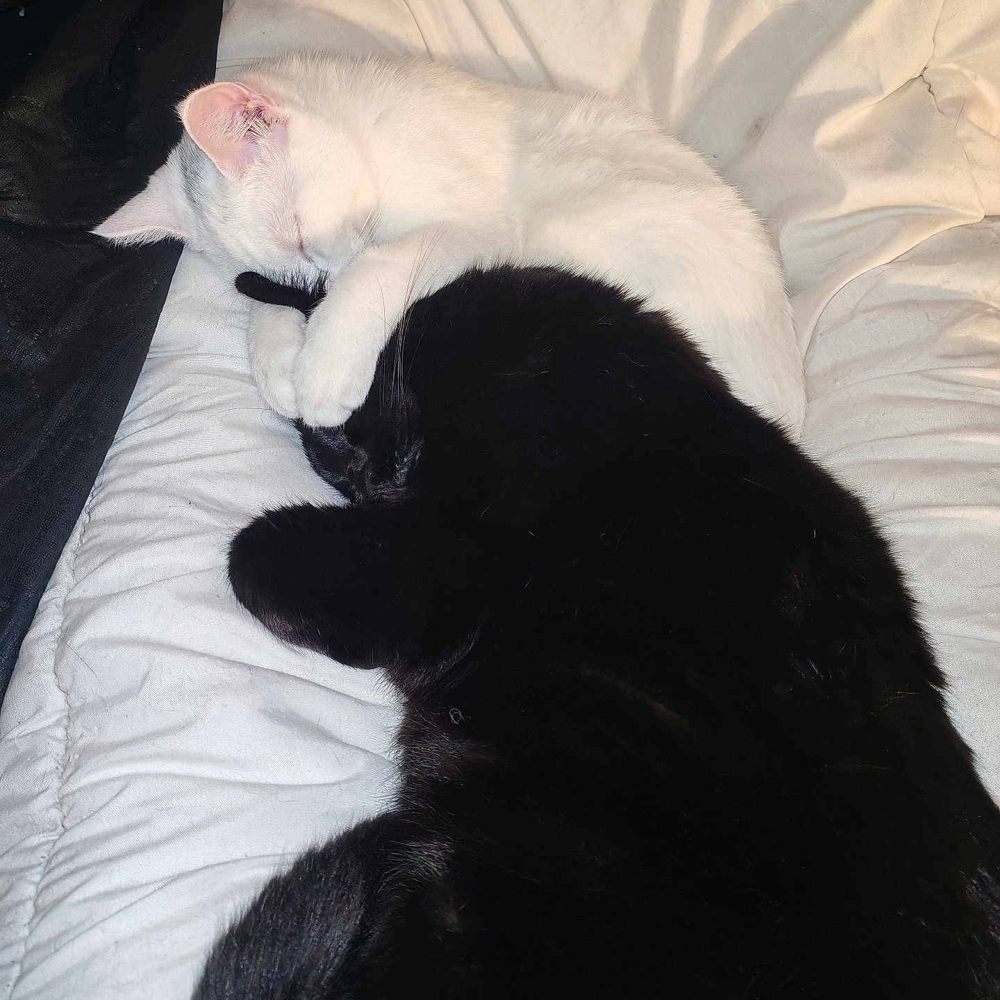 Manon participe au concours pour gagner de l'argent avec cette photo : cat, cats, white_cat, black_cat, sleeping, snuggling, hugging, pet, feline, fur, cozy, blanket, bed, resting, cute, animal, domestic_animal, companion, sleep, closeup