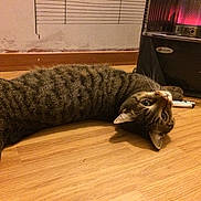 Looping a rejoint le concours — aidez-le/la à gagner de superbes lots ! california_spangled, carnivoran, cat, cat_like_mammal, domestic_short_haired_cat, dragon_li, european_shorthair, fauna, kitten, small_to_medium_sized_cats, snout, tabby_cat, whiskers