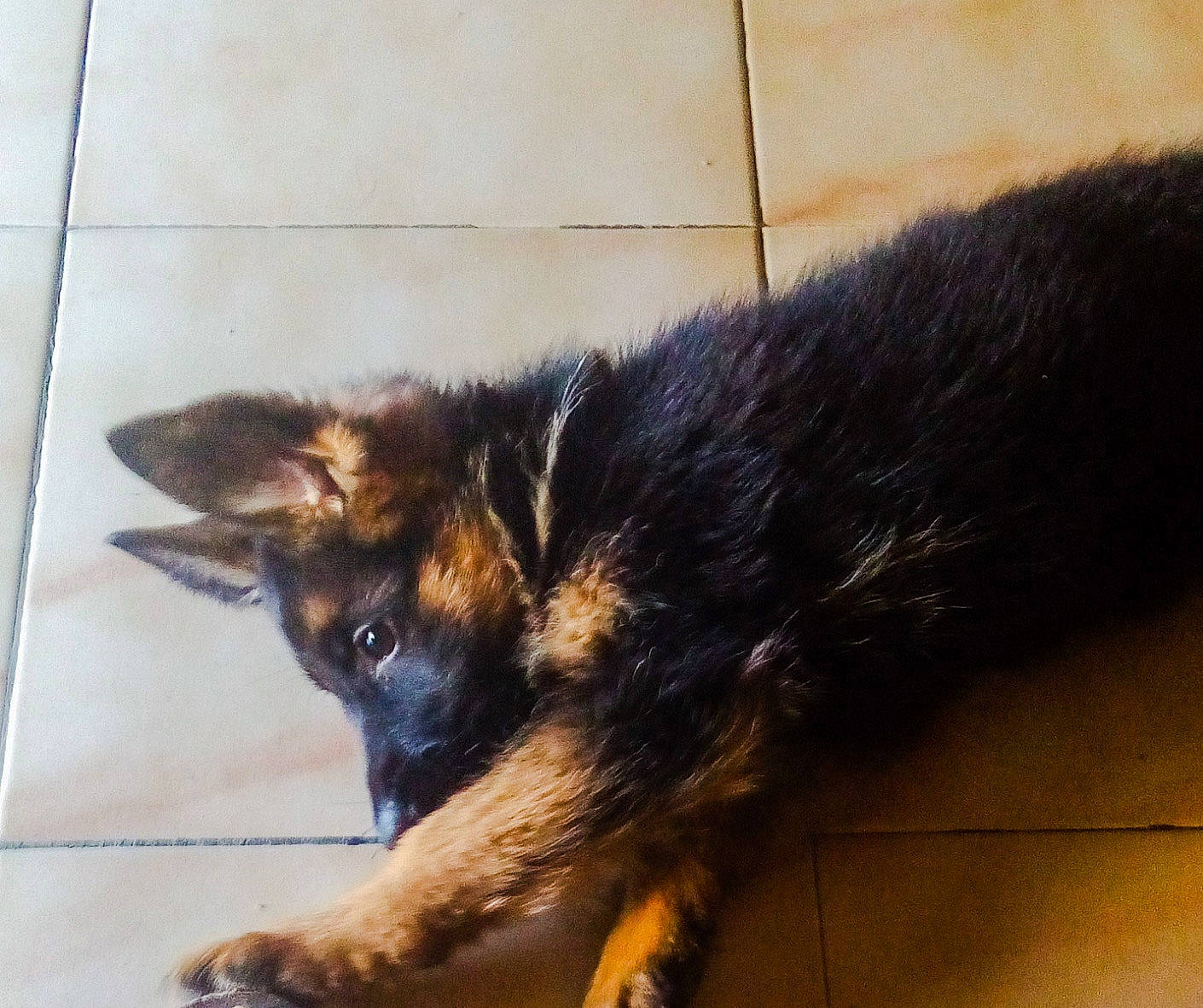 Rio participe au concours pour gagner de l'argent avec cette photo : bohemian_shepherd, canidae, carnivore, dog, dog_breed, ear, east_european_shepherd, german_shepherd_dog, herding_dog, king_shepherd, mammal, old_german_shepherd_dog, puppy, snout, sporting_group, tail, tervuren, vertebrate, working_dog