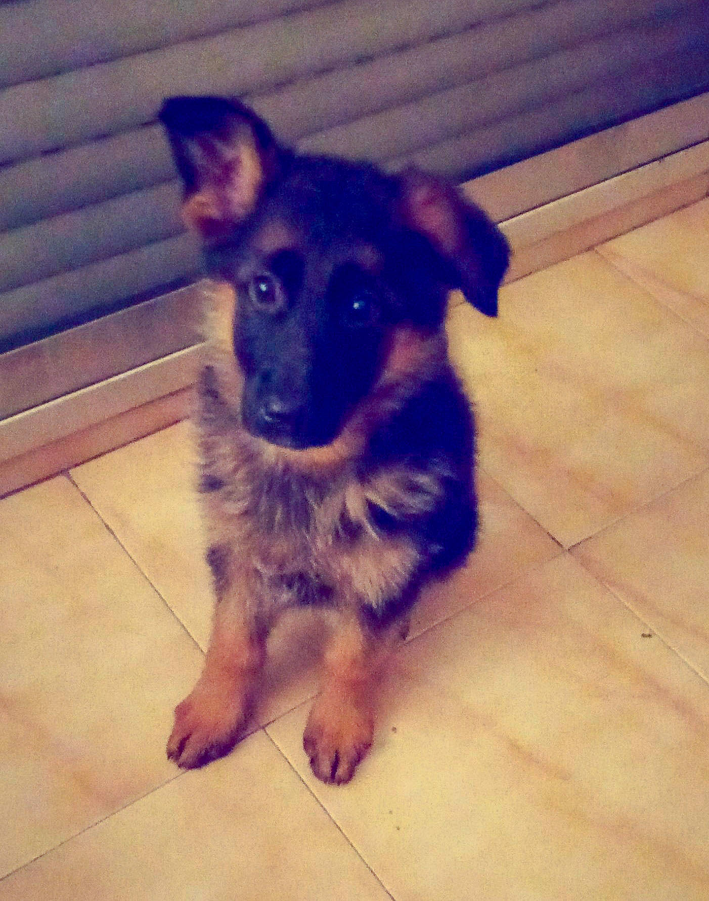 Rio participe au concours pour gagner de l'argent avec cette photo : canidae, carnivore, companion_dog, dog, dog_breed, fawn, german_shepherd_dog, mammal, puppy, rare_breed_dog, snout, texas_heeler, vertebrate, working_dog