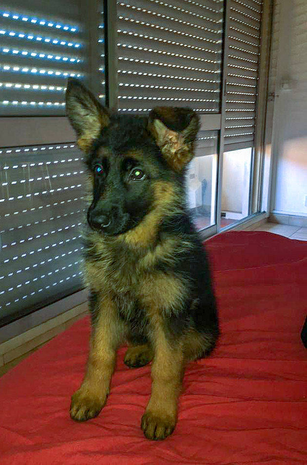 Rio participe au concours pour gagner de l'argent avec cette photo : belgian_shepherd_malinois, canidae, carnivore, dog, dog_breed, east_european_shepherd, fawn, german_shepherd_dog, herding_dog, king_shepherd, kunming_wolfdog, mammal, old_german_shepherd_dog, puppy, rare_breed_dog, shiloh_shepherd_dog, snout, vertebrate, working_dog