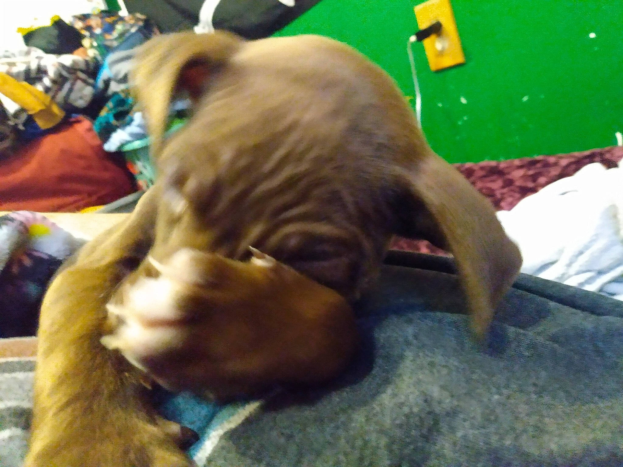 Titan joined the competition — help win amazing prizes! canidae, carnivore, comfort, companion_dog, dog, dog_breed, ear, fawn, fun, fur, grass, green, liver, snout, sporting_group, terrestrial_animal, toy, toy_dog, working_animal, wrinkle