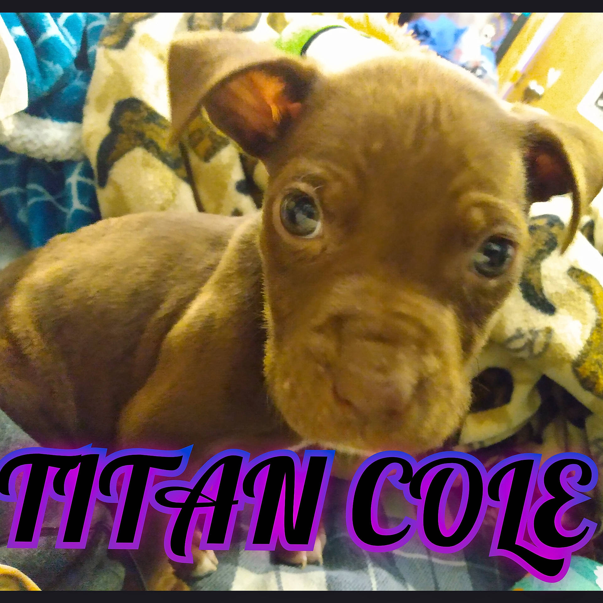 Titan joined the competition — help win amazing prizes! adaptation, canidae, carnivore, companion_dog, dog, dog_breed, ear, fawn, font, liver, non_sporting_group, organism, photo_caption, puppy, sporting_group, terrestrial_animal, toy_dog, wildlife, working_animal, wrinkle