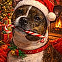 dog, santa_hat, candy_cane, christmas_tree, fireplace, stockings, presents, holiday, festive, collar, bell, snow, warm_lighting, cozy, indoors, pet, brown_and_white, decorations, celebration, cute