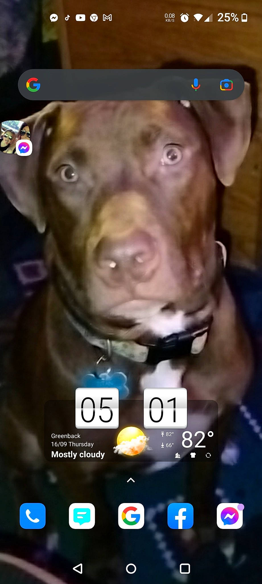 Titan is registered to the contest to win money with this photo: carnivore, collar, companion_dog, dog, dog_breed, dog_collar, dog_supply, ear, font, fur, hunting_dog, jaw, liver, pet_supply, photo_caption, photography, snout, sporting_group, whiskers, working_animal