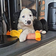 Sky joined the competition — help win amazing prizes! puppy, dog, toy, plush, yellow, orange, hearth, fireplace, brick_wall, black_and_white, blue_eye, brown_eye, pet, cute, indoors, floor, resting, paw, fur, animal
