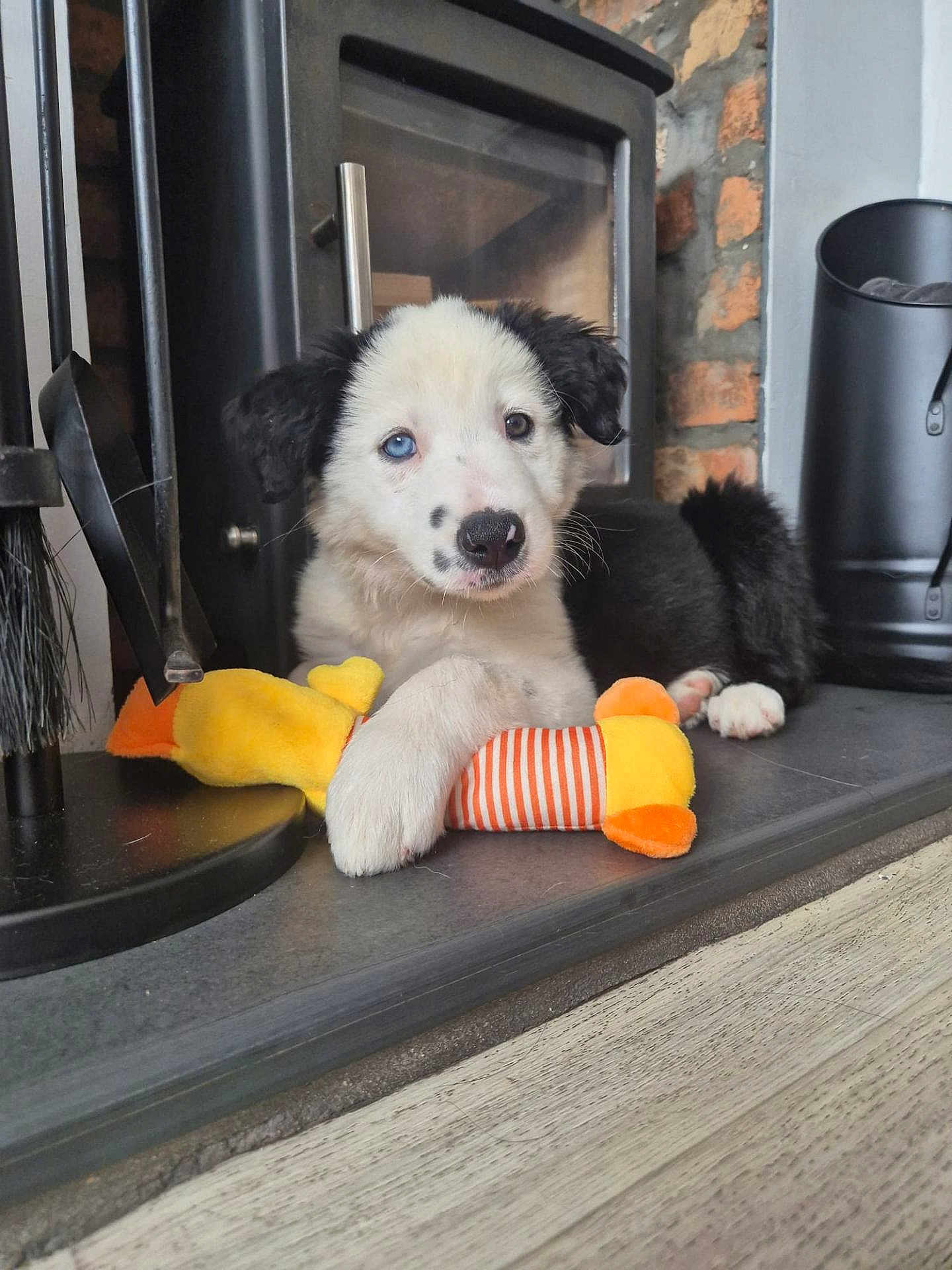 Sky joined the competition — help win amazing prizes! puppy, dog, toy, plush, yellow, orange, hearth, fireplace, brick_wall, black_and_white, blue_eye, brown_eye, pet, cute, indoors, floor, resting, paw, fur, animal