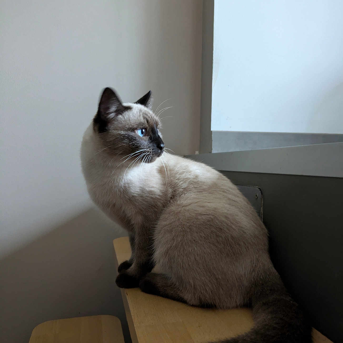Mocha participe au concours pour gagner de l'argent avec cette photo : abyssinian, animal, box, cat, furniture, hardwood, kitten, manx, pet, plywood, siamese, wood