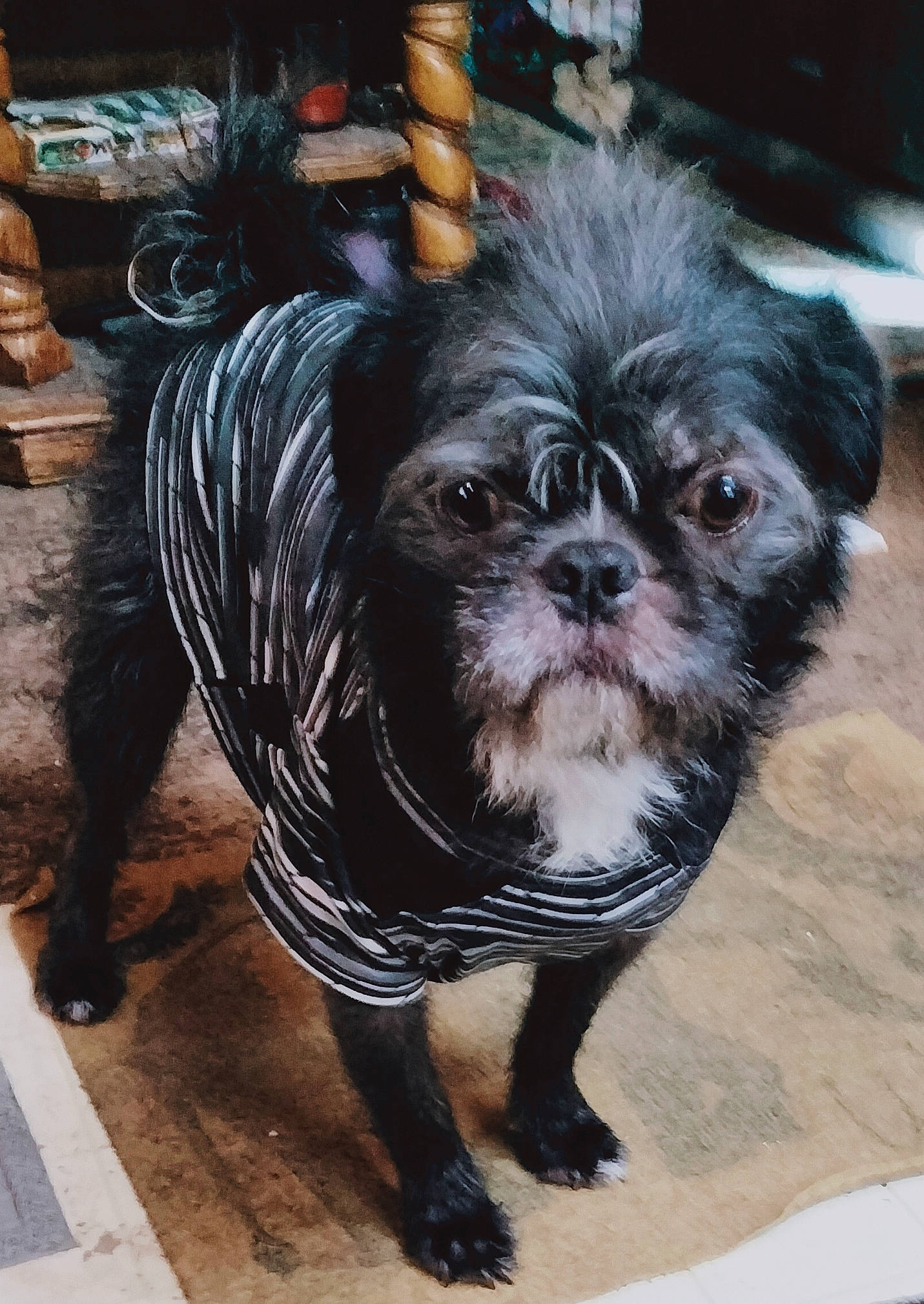 J J is registered to the contest to win money with this photo: automotive_tire, canidae, carnivore, companion_dog, dog, dog_breed, dog_collar, dog_supply, fawn, fur, liver, shih_tzu, snout, sporting_group, terrestrial_animal, tie, toy_dog, whiskers, working_animal, wrinkle
