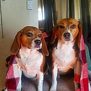Reba And Rebel is registered to the contest to win money with this photo: animal, beagle, blanket, calm, canine, companion, cozy, curious, dog, domestic, friendly, fur, house, indoor, looking, paired, pet, portrait, sitting, two_animals