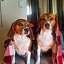 animal, beagle, blanket, calm, canine, companion, cozy, curious, dog, domestic, friendly, fur, house, indoor, looking, paired, pet, portrait, sitting, two_animals
