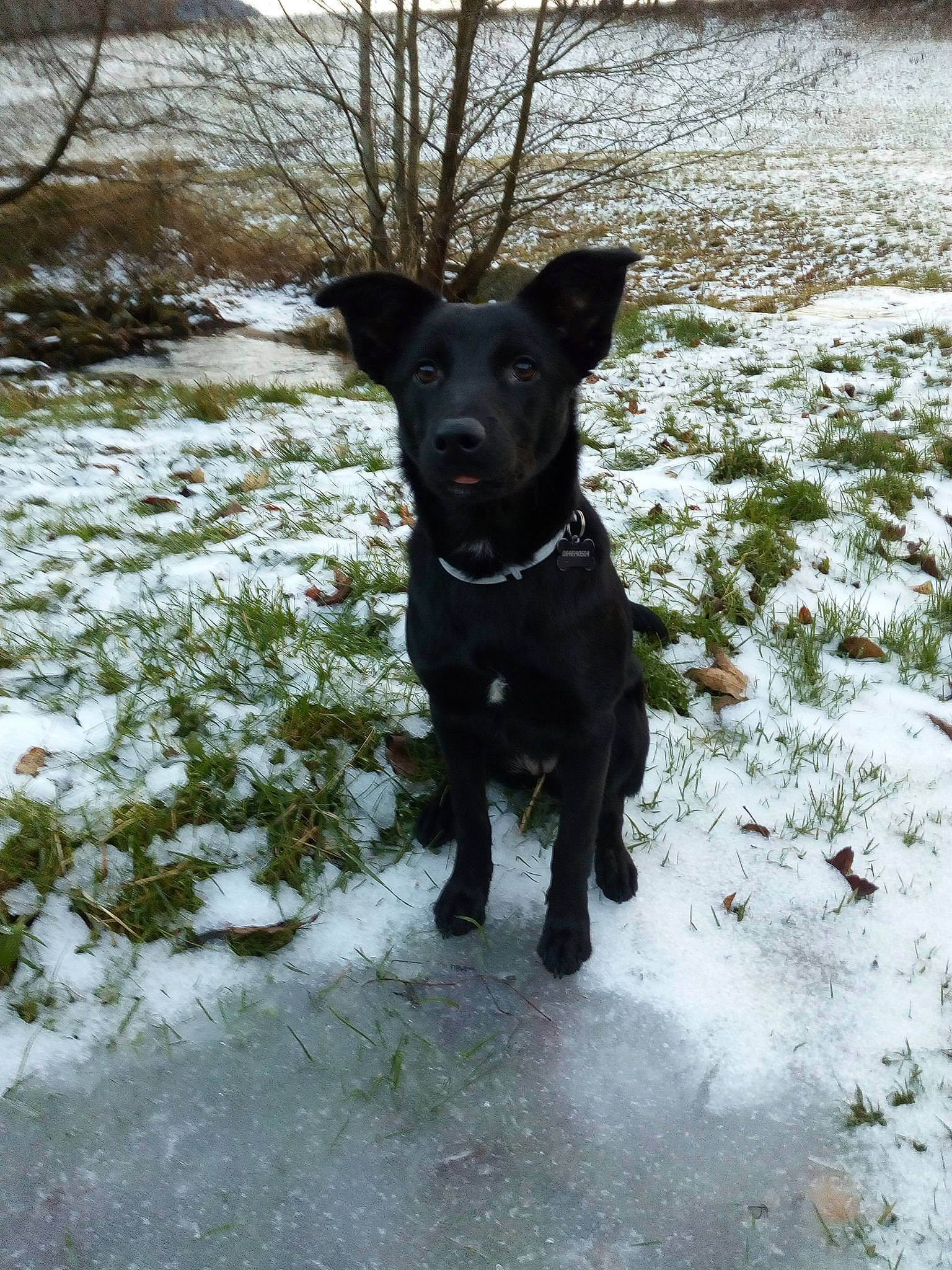 Ossa a rejoint le concours — aidez-le/la à gagner de superbes lots ! borador, canidae, carnivore, dog, dog_breed, formosan_mountain_dog, hunting_dog, labrador_retriever, mammal, patterdale_terrier, rare_breed_dog, retriever, snout, snow, sporting_group, winter