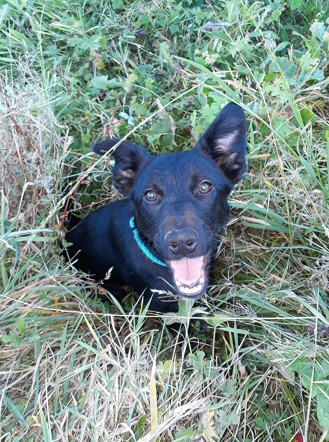 Ossa participe au concours pour gagner de l'argent avec cette photo : australian_kelpie, canidae, carnivore, dog, dog_breed, feist, formosan_mountain_dog, grass, hunting_dog, mammal, patterdale_terrier, rare_breed_dog, sporting_group, vertebrate